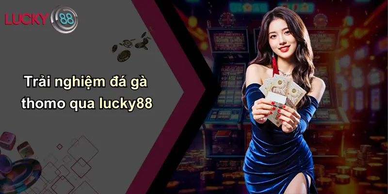 Trải nghiệm đá gà thomo qua lucky88